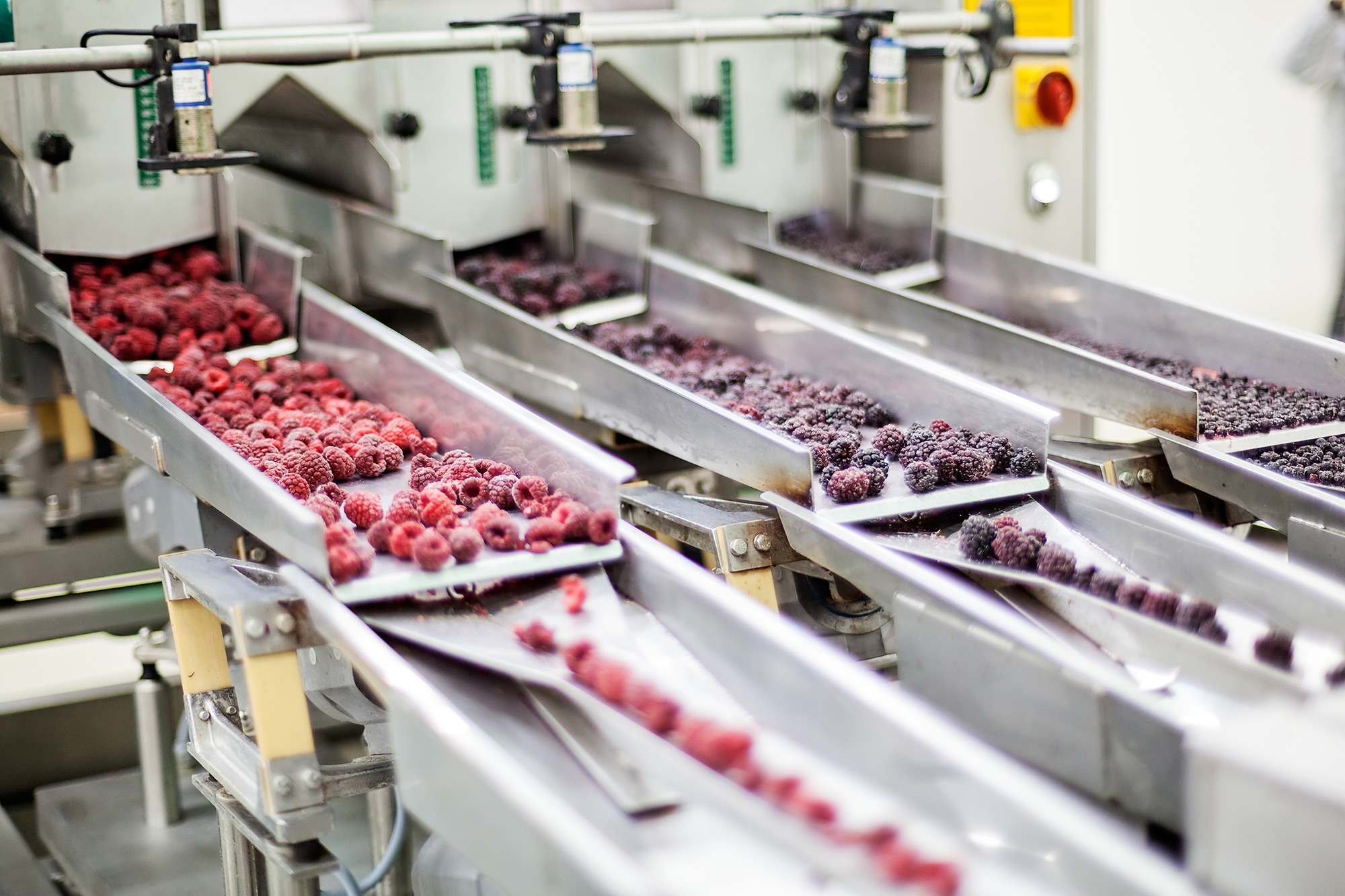 Fruits Being Prepared for Shipping